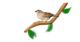 Drawing of Sparrow by Doodle