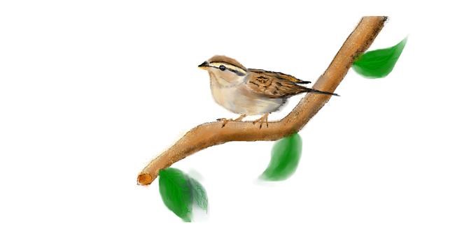 Drawing of Sparrow by Doodle