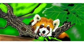 Crvena panda - autor: Chaching