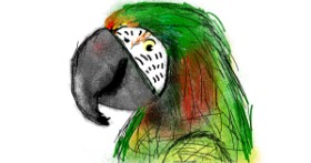Drawing of Parrot by Lori