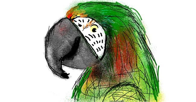 Drawing of Parrot by Lori