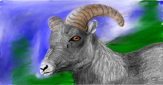Drawing of Goat by Mia