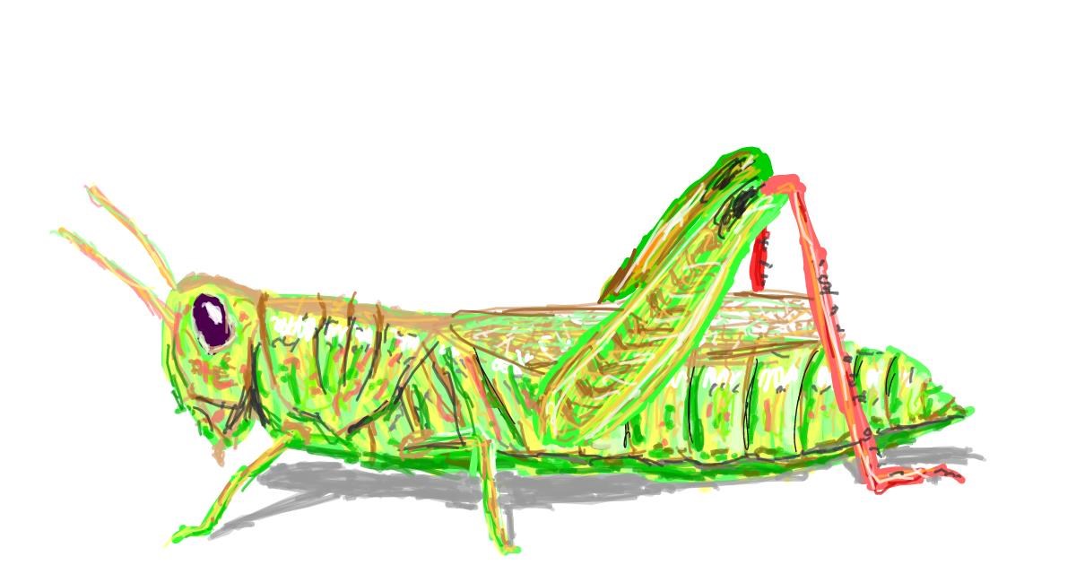 Drawing of Grasshopper by Sam
