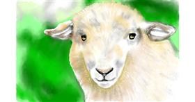 Drawing of Sheep by Tim