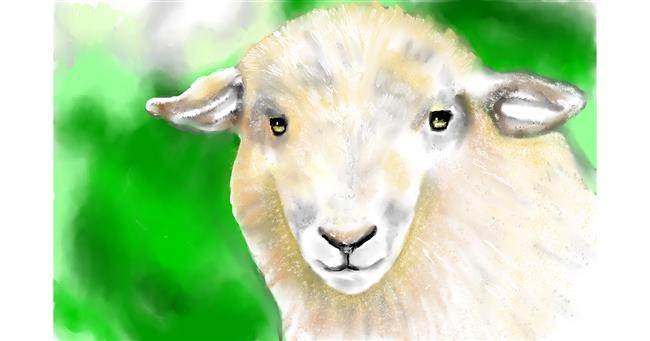 Drawing of Sheep by Tim
