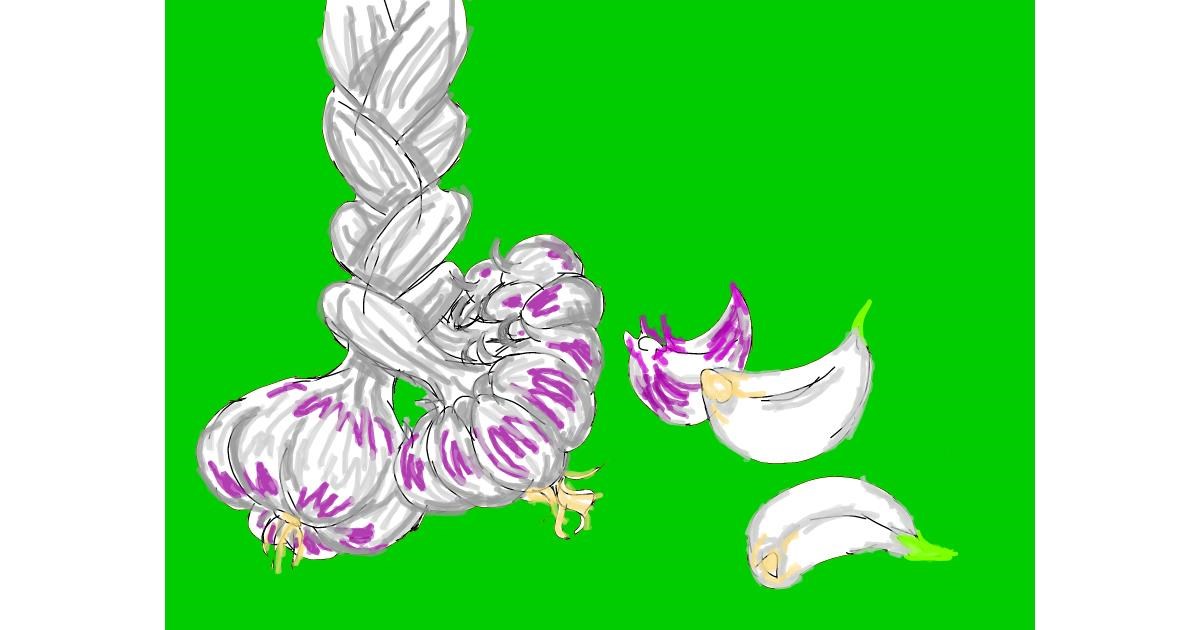 Drawing of Garlic by Lolo