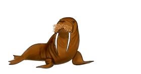 Drawing of Walrus by Anhi