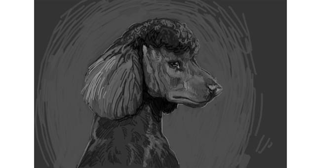 Drawing of Poodle by Bananahater