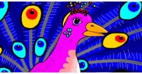 Drawing of Peacock by Swimmer