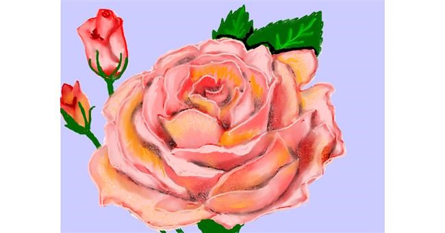 Drawing of Rose by SAM AKA MARGARET 🙄