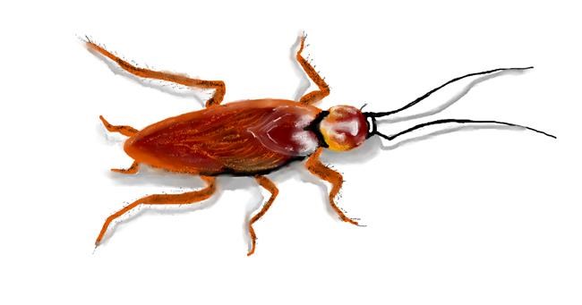 Drawing of Cockroach by DebbyLee