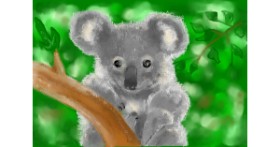 Drawing of Koala by Kira