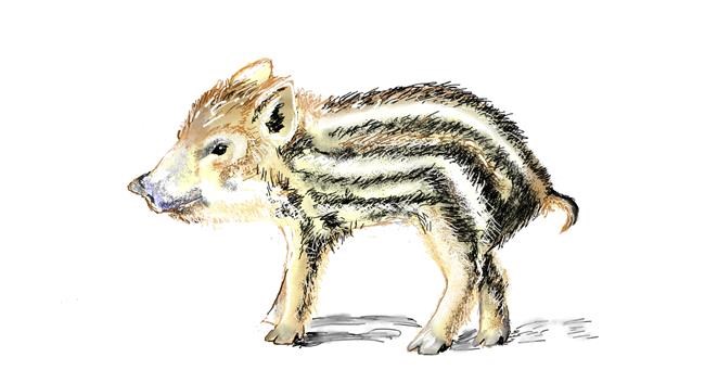 Drawing of Wild boar by GJP