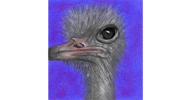 Drawing of Ostrich by KayXXXlee