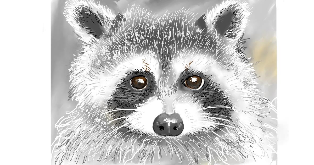 Drawing of Raccoon by GJP