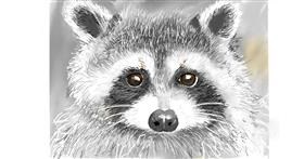 Drawing of Raccoon by GJP