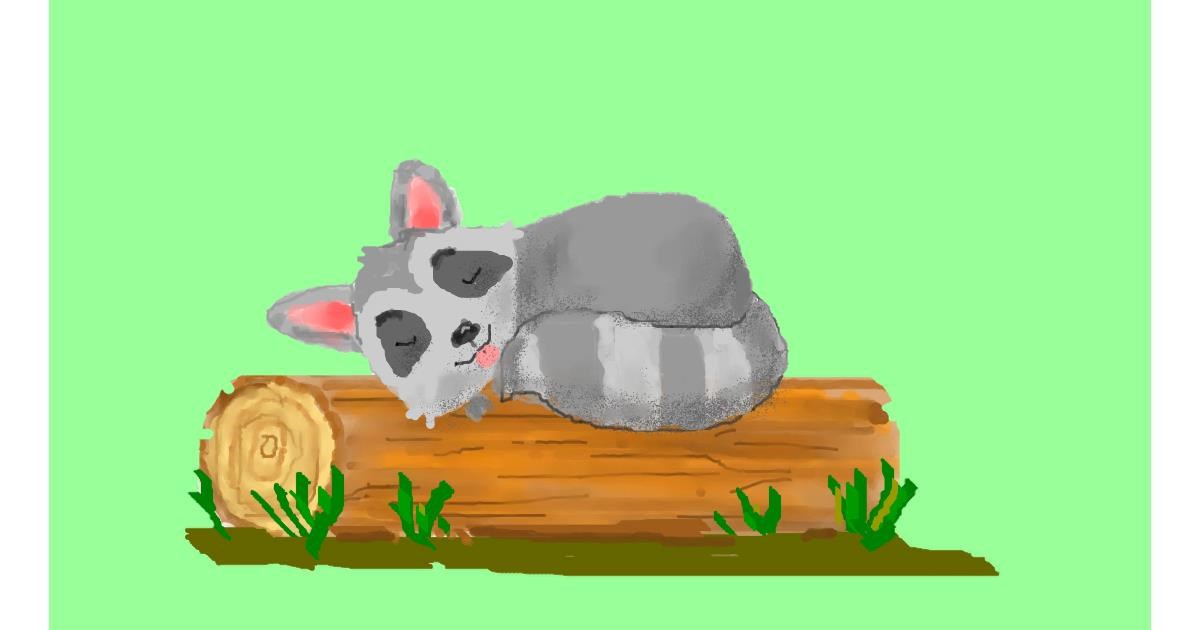Drawing of Raccoon by Pinky