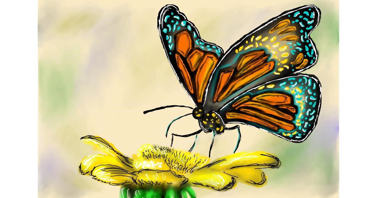 Drawing of Butterfly by Wizard