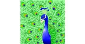 Drawing of Peacock by Julia