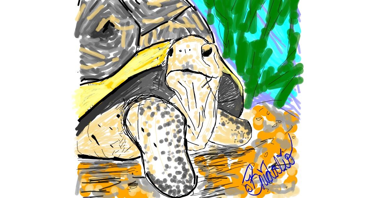 Drawing of Tortoise by BRIDALIO🍌