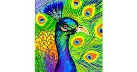 Drawing of Peacock by KayXXXlee