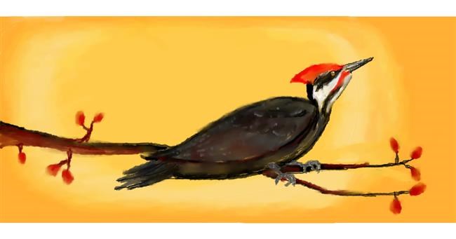 Drawing of Woodpecker by MODI