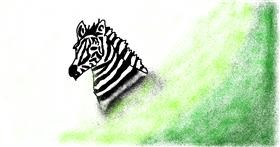 Drawing of Zebra by Anonymous