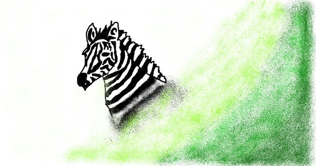 Drawing of Zebra by Anonymous
