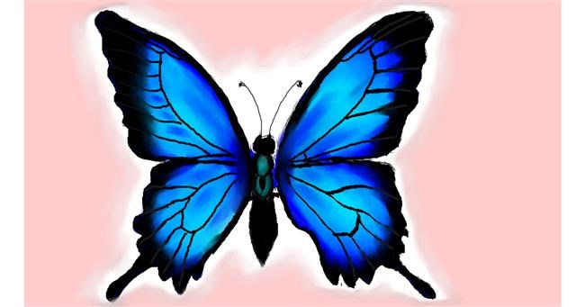 Drawing of Butterfly by Rush
