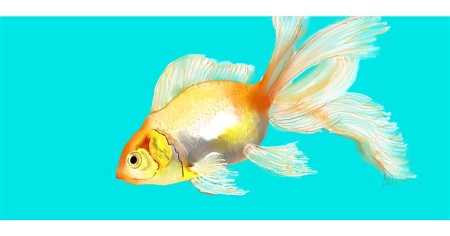 Drawing of Goldfish by Kim