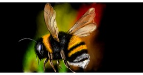Drawing of Bumblebee by Eclat de Lune