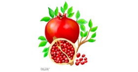 Drawing of Pomegranate by GreyhoundMama