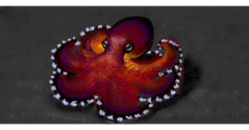 Drawing of Octopus by shiNIN