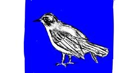 Drawing of Bird by Lsk