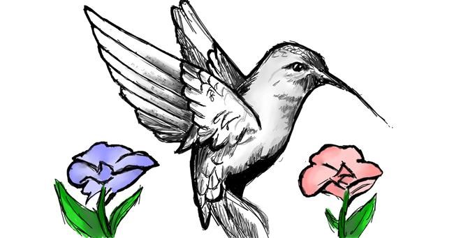 Drawing of Hummingbird by hoez