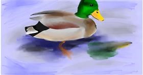 Drawing of Duck by Ryu