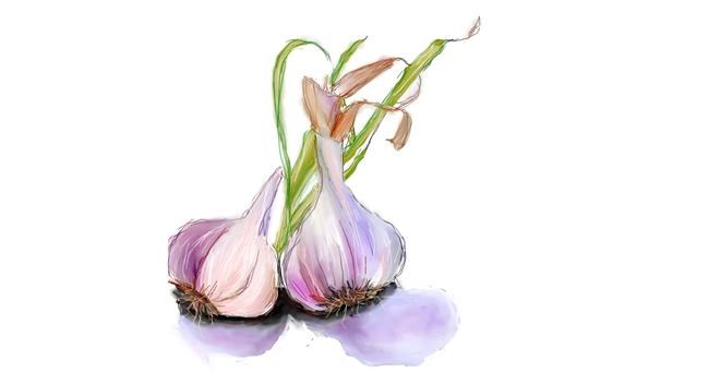 Drawing of Garlic by camay