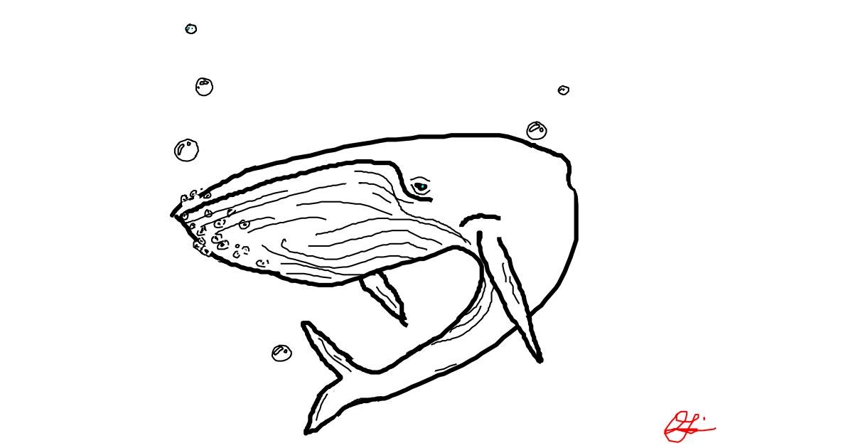 Drawing of Whale by Anonymous - Drawize Gallery!