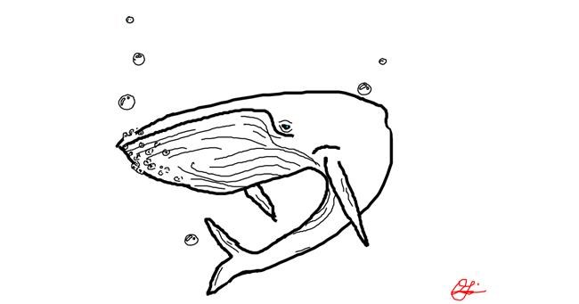 Drawing of Whale by Anonymous