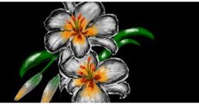 Drawing of Lily flower by Eclat de Lune