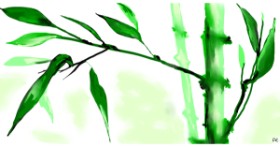 Drawing of Bamboo by Swimmer