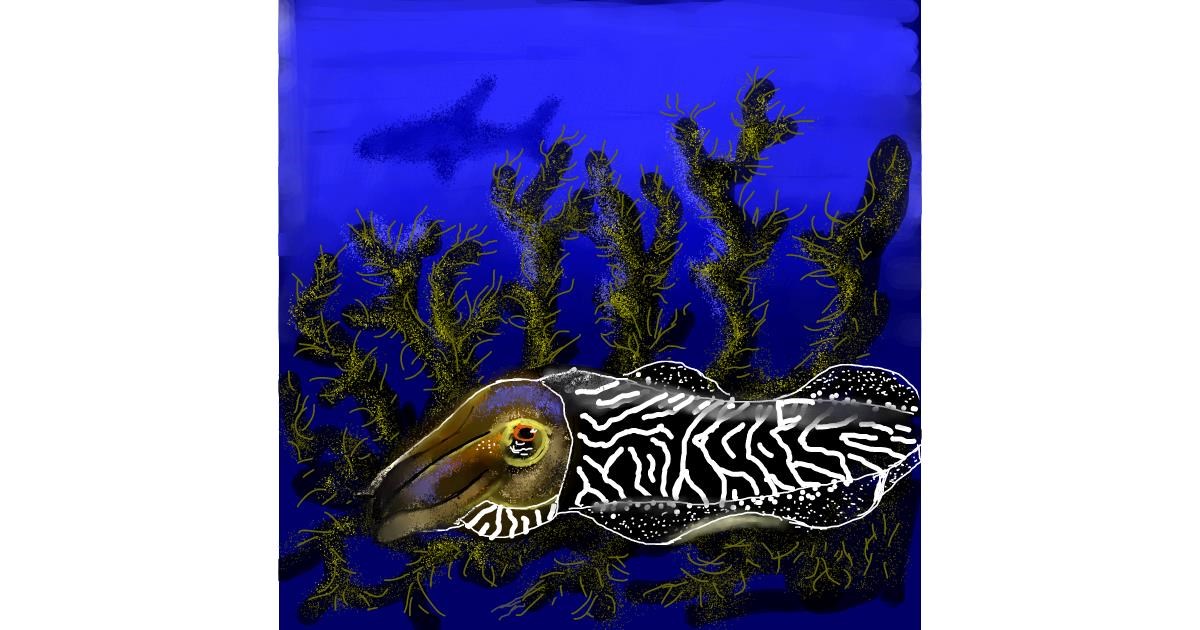 Drawing of Cuttlefish by Leah