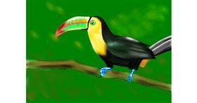 Drawing of Toucan by Ani
