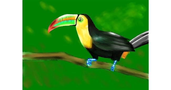 Drawing of Toucan by Ani