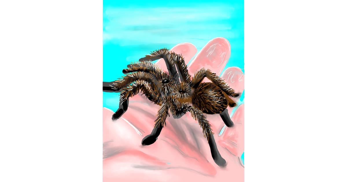 Drawing of Spider by Vinci