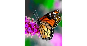 Drawing of Butterfly by Яandi