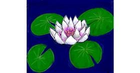 Drawing of Water lily by Labyrinth