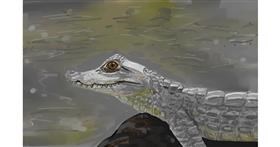 Drawing of Alligator by Wendy :)