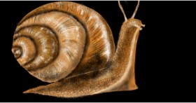 Drawing of Snail by Eclat de Lune