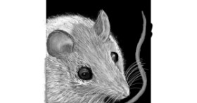Drawing of Mouse by SIREN
